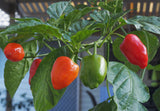 Capsicum baccatum Malawi Pepper | 20_Seeds