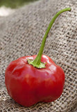 Capsicum baccatum Malawi Pepper | 20_Seeds