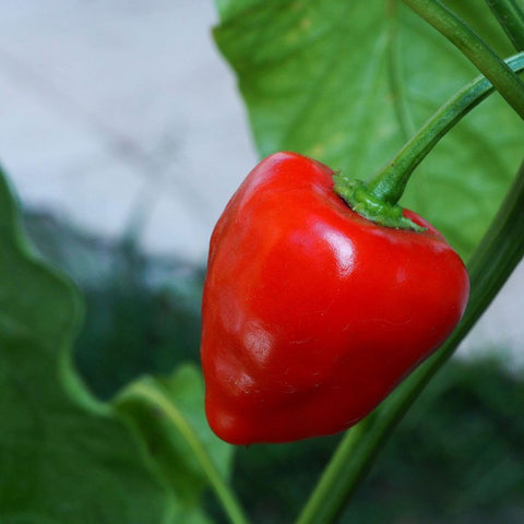 Capsicum baccatum Malawi Pepper | 20_Seeds