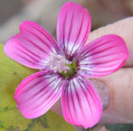 Malva assurgentiflora | Lavatera | Island Tree Mallow | 10_Seeds