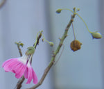 Malva assurgentiflora | Lavatera | Island Tree Mallow | 10_Seeds