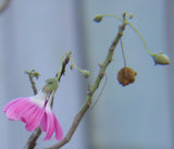 Malva assurgentiflora | Lavatera | Island Tree Mallow | 10_Seeds