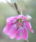 Malva assurgentiflora | Lavatera | Island Tree Mallow | 10_Seeds