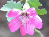 Malva assurgentiflora | Lavatera | Island Tree Mallow | 10_Seeds