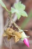 Malva assurgentiflora | Lavatera | Island Tree Mallow | 10_Seeds