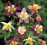 Aquilegia caerulea McKana Giants | 50_Seed