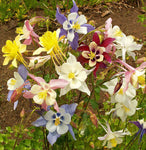 Aquilegia caerulea McKana Giants | 50_Seed