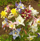 Aquilegia caerulea McKana Giants | 50_Seed