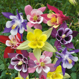 Aquilegia caerulea McKana Giants | 50_Seed