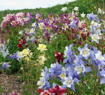 Aquilegia caerulea McKana Giants | 50_Seed