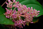 Medinilla myriantha | Malaysian Orchid | Malaysian Grapes | 20_Seeds