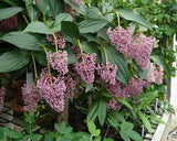 Medinilla myriantha | Malaysian Orchid | Malaysian Grapes | 20_Seeds