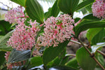 Medinilla myriantha | Malaysian Orchid | Malaysian Grapes | 20_Seeds