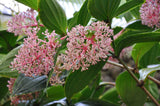 Medinilla myriantha | Malaysian Orchid | Malaysian Grapes | 20_Seeds