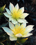 Mentzelia decapetala | Tenpetal Blazingstar | Candleflower | 10_Seeds