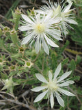 Mentzelia decapetala | Tenpetal Blazingstar | Candleflower | 10_Seeds