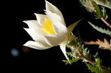 Mentzelia decapetala | Tenpetal Blazingstar | Candleflower | 10_Seeds