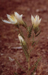 Mentzelia decapetala | Tenpetal Blazingstar | Candleflower | 10_Seeds