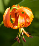 Lilium michiganense | Michigan Lily | 10_Seeds