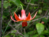 Lilium michiganense | Michigan Lily | 10_Seeds