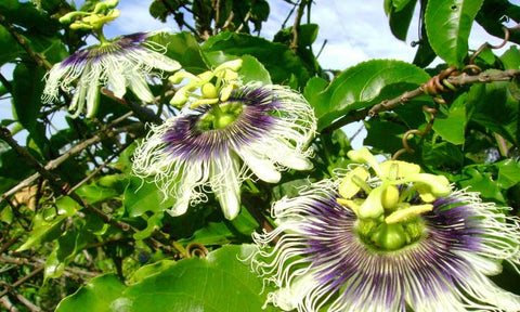 Passiflora edulis hybrid Mikes Choice | Passion Flower Vine | 20_Seeds