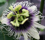 Passiflora edulis hybrid Mikes Choice | Passion Flower Vine | 20_Seeds