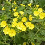 Mirabilis jalapa | Four OClock | Marvel of Peru | 10_Seeds