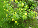 Mirabilis jalapa | Four OClock | Marvel of Peru | 10_Seeds