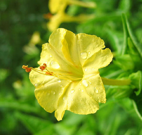 Mirabilis jalapa | Four OClock | Marvel of Peru | 10_Seeds