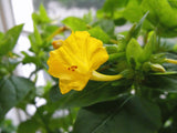 Mirabilis jalapa | Four OClock | Marvel of Peru | 10_Seeds