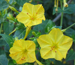 Mirabilis jalapa | Four OClock | Marvel of Peru | 10_Seeds