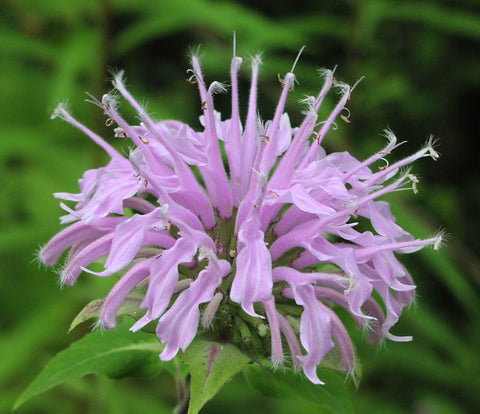 Monarda fistulosa |  Wild Bergamot | 1000_Seeds