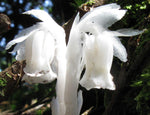 Monotropa uniflora | Ghost Plant | Indian Pipe | Corpse-plant | 100_Seeds