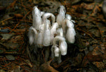 Monotropa uniflora | Ghost Plant | Indian Pipe | Corpse-plant | 100_Seeds