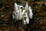 Monotropa uniflora | Ghost Plant | Indian Pipe | Corpse-plant | 100_Seeds