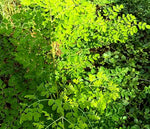 Moringa oleifera PKM2 | 5_Seeds