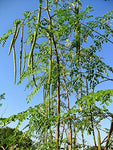 Moringa oleifera PKM2 | 5_Seeds