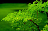 Moringa oleifera PKM2 | 5_Seeds