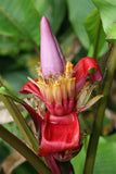 Musa velutina | Hairy  Pink Banana | 10_Seeds