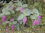 Medinilla myriantha Ballerina | 20_Seeds