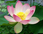 Nelumbo nucifera | Sacred Water Lotus | 5_Seeds