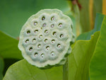 Nelumbo nucifera | Sacred Water Lotus | 5_Seeds