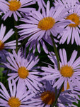 Symphyotrichum novae-angliae | New England Hardy Aster | 100_Seeds