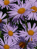 Symphyotrichum novae-angliae | New England Hardy Aster | 100_Seeds