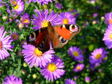 Symphyotrichum novae-angliae | New England Hardy Aster | 100_Seeds