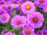 Symphyotrichum novae-angliae | New England Hardy Aster | 100_Seeds