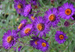 Symphyotrichum novae-angliae | New England Hardy Aster | 100_Seeds