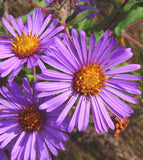 Symphyotrichum novae-angliae | New England Hardy Aster | 100_Seeds