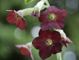 Nicotiana Hot Chocolate | Flowering Tobacco | 50_Seeds