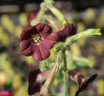 Nicotiana Hot Chocolate | Flowering Tobacco | 50_Seeds